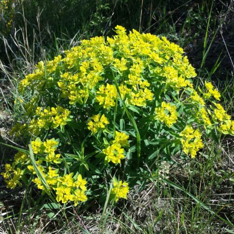 Euphorbia polychroma