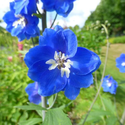 Delphinium Pacific "Blue Bird"