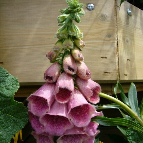 Digitalis x mertonensis