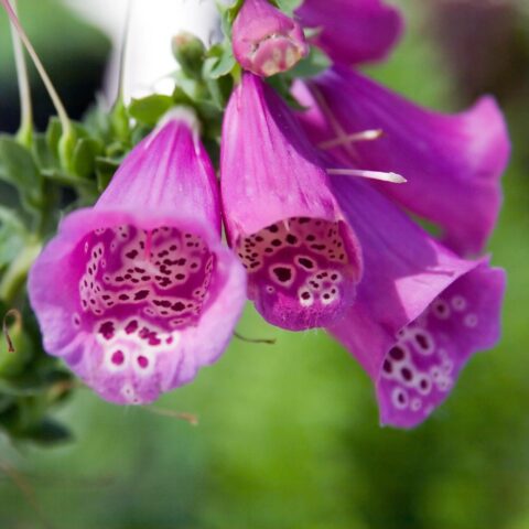 Digitalis purpurea "Camelot"
