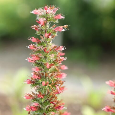 Echium amoenum "Red Feathers"