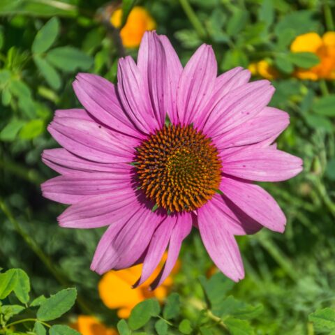 Echinacea purpurea