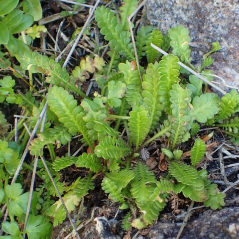 Cotula dioica