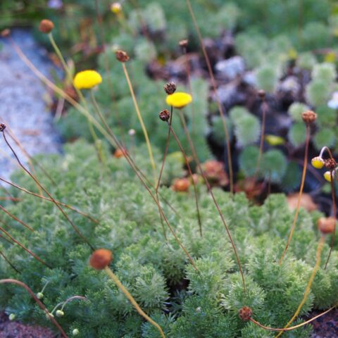 Cotula hispida