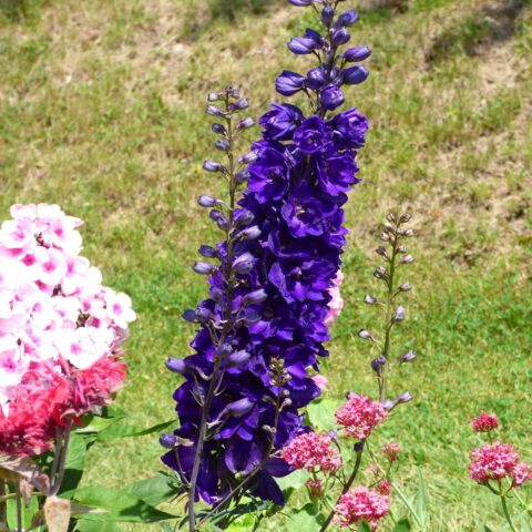Delphinium Pacific "Black Knight"