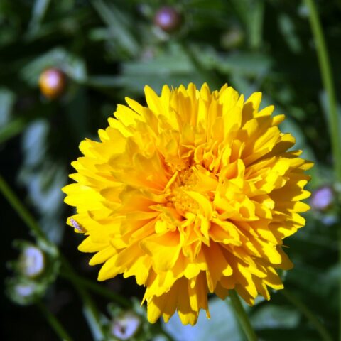 Coreopsis grandiflora "Sunray"