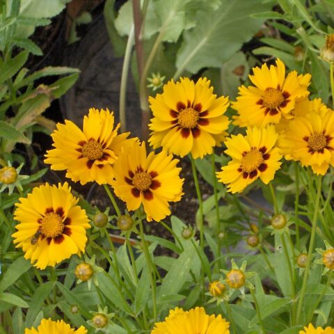 Coreopsis lanceolata "Sterntaler"