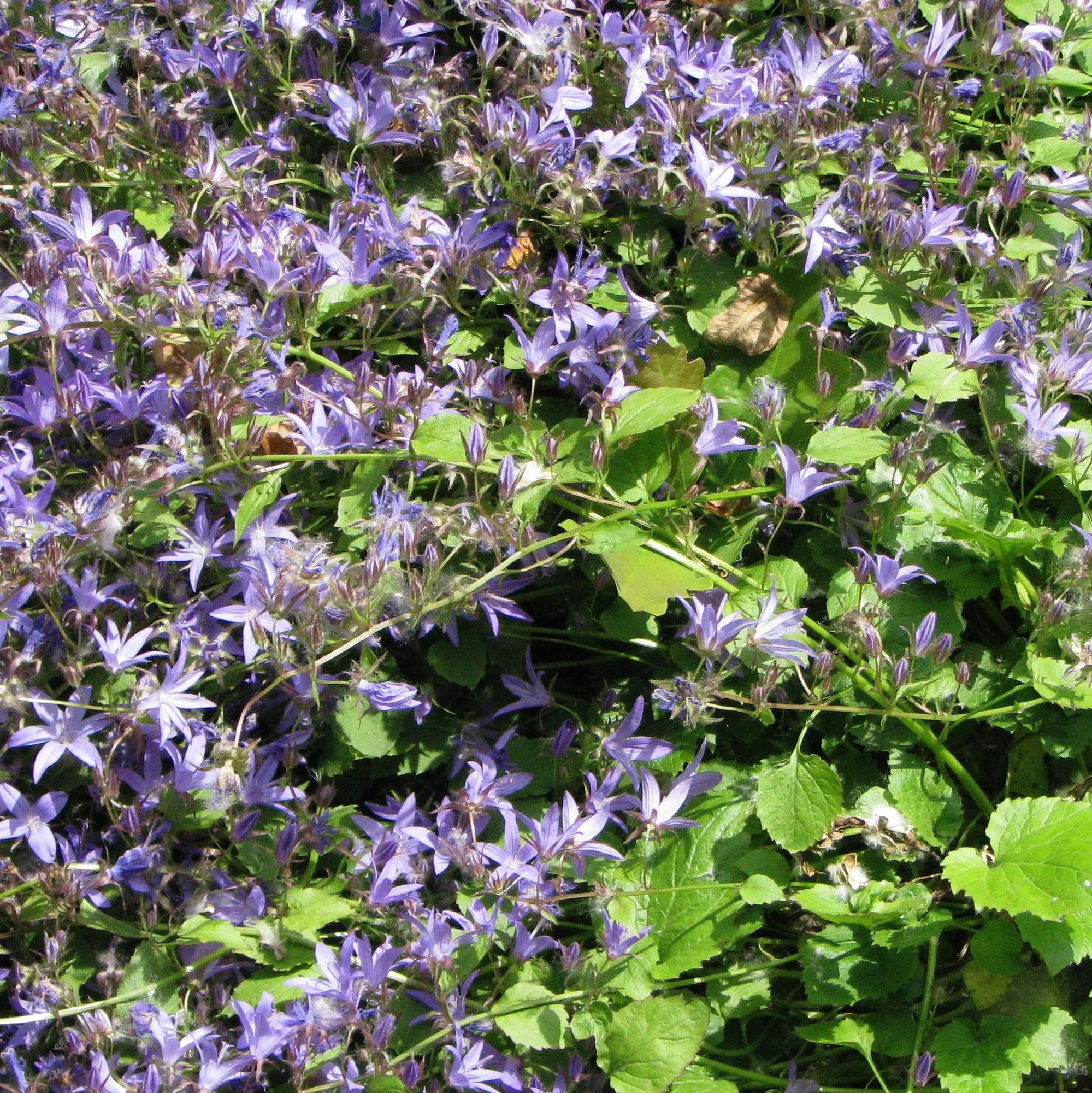 Campanula poscharskyana