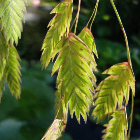 Chasmanthium latifolium
