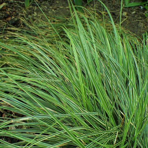 Carex morrowii "Variegata"