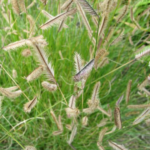 Bouteloua gracilis
