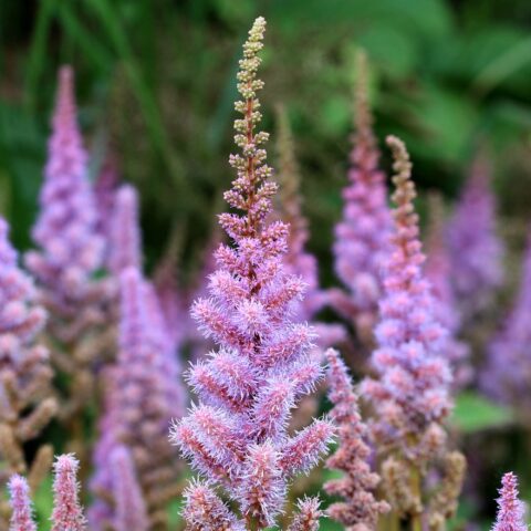 Astilbe chinensis var. pumila