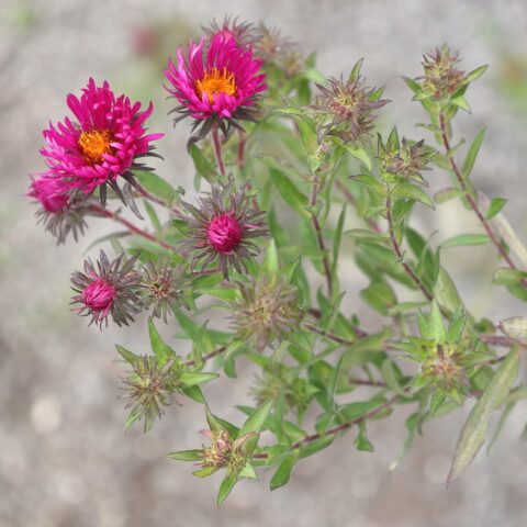 Aster novae-angliae "Andenken an Alma Ptschke"