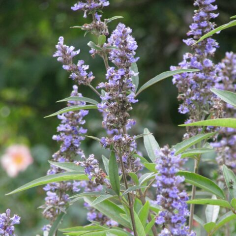 Vitex agnus-castus