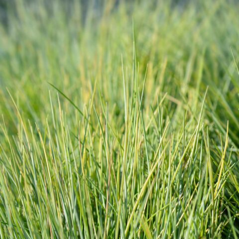 Festuca glauca "Amigold"