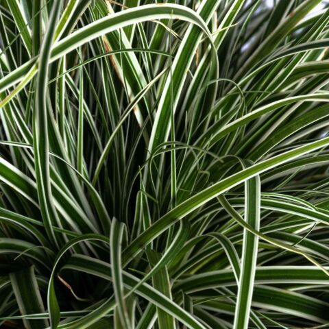 Carex oshimensis "Everest"