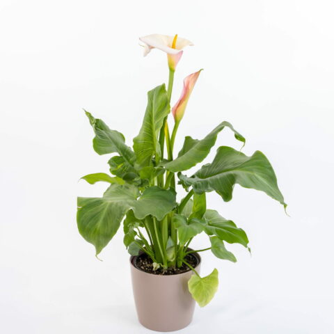 Zantedeschia aethiopica "Flamingo"