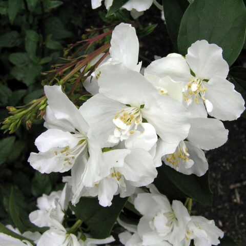 Philadelphus "Dame Blanche"