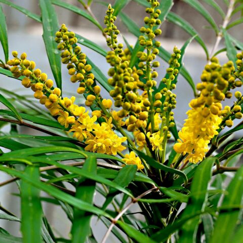 Mahonia eurybracteata"Soft Caress"
