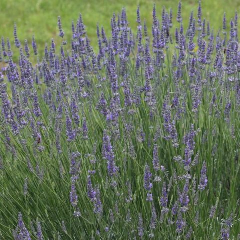 Lavandula x intermedia "Grosso"
