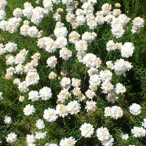 Armeria maritima "Alba"