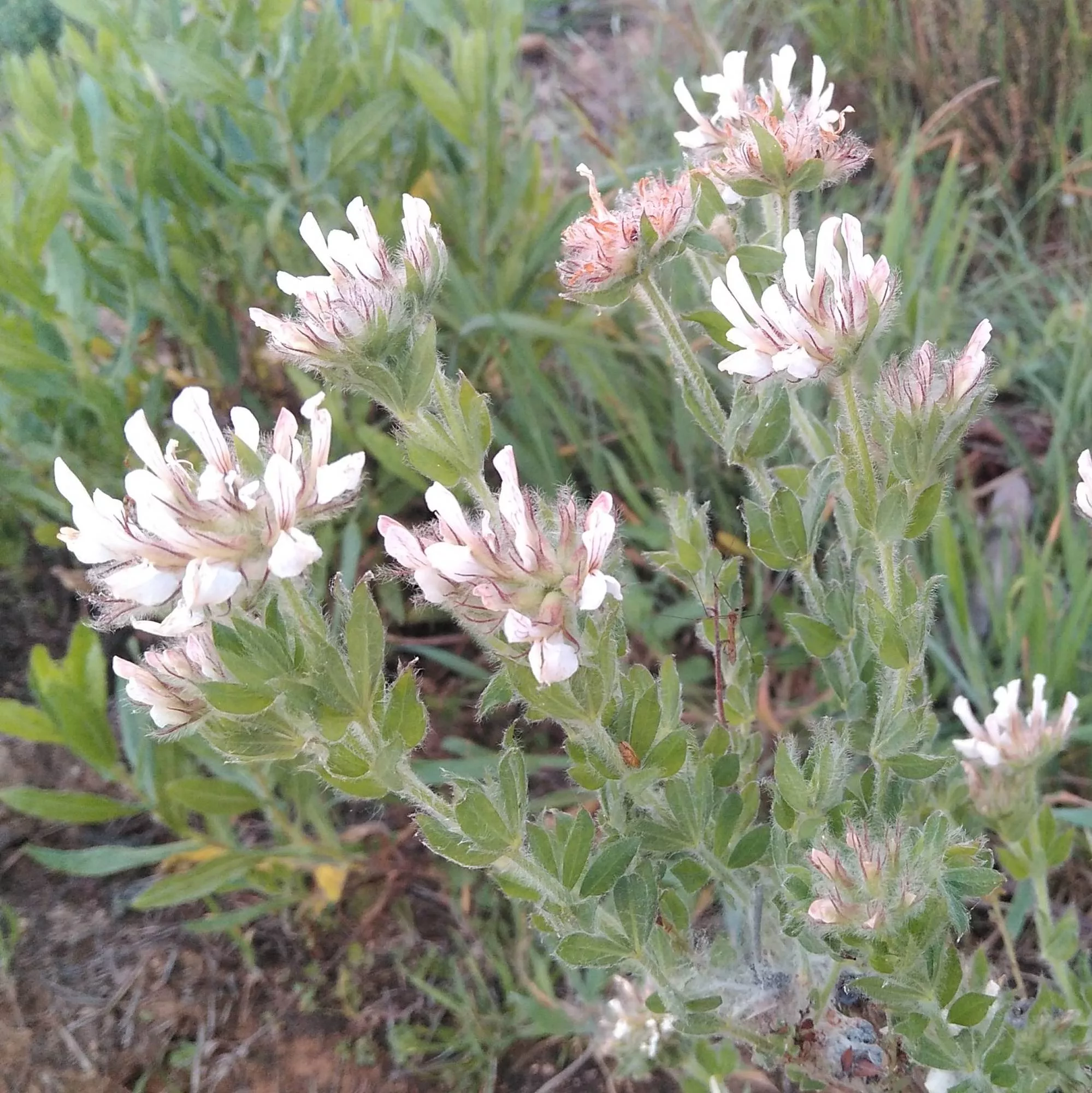 Dorycnium hirsutum