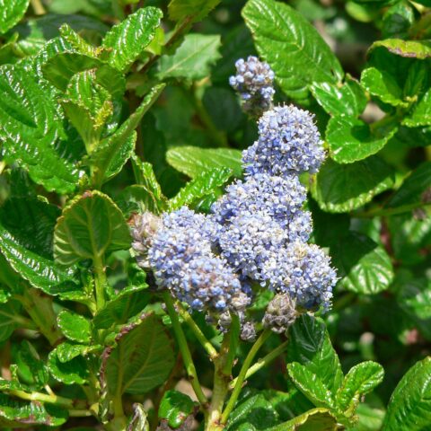 Ceanothus griseus var. horizontalis "Yankee Point"