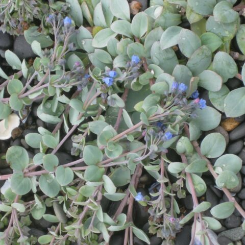 Mertensia maritima