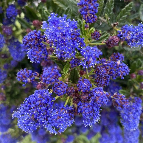 Ceanothus "Concha"