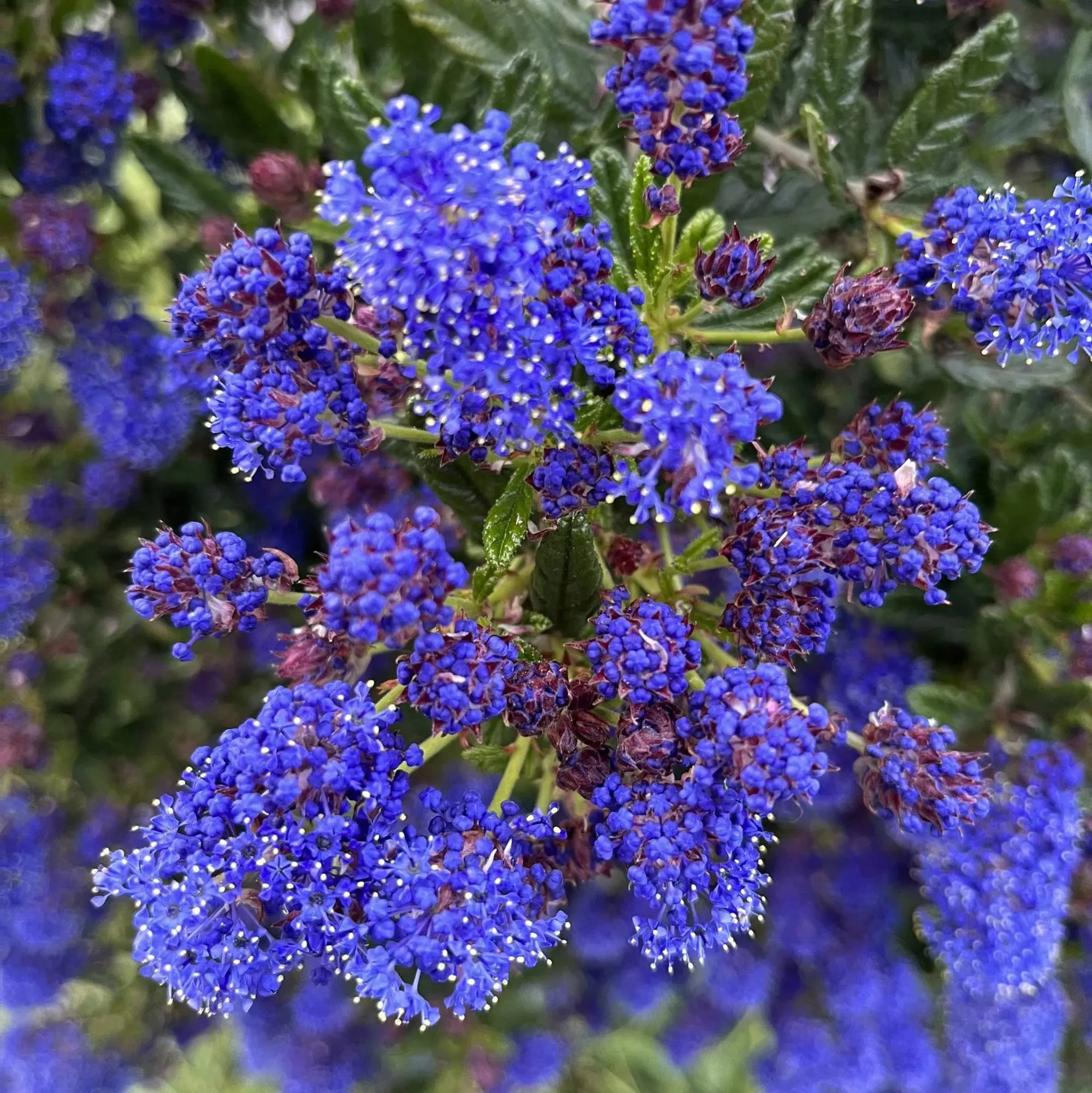 Ceanothus "Concha"
