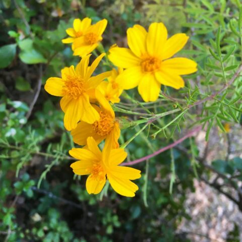 Tagetes lemmonii "Compacta"