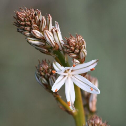 Asphodelus microcarpus
