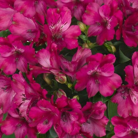 Alstroemeria "Inticancha Machu"