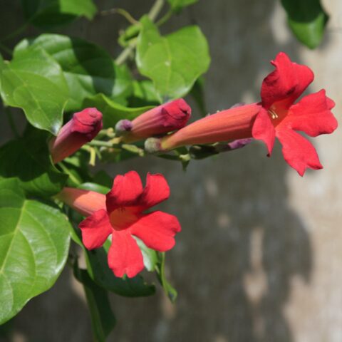 Campsis cherere