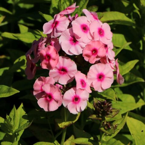 Phlox paniculata "Jeff's Pink"