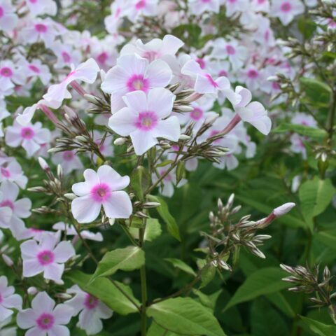 Phlox paniculata "Miss Holland"