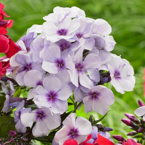 Phlox paniculata "Swizzle Blue"