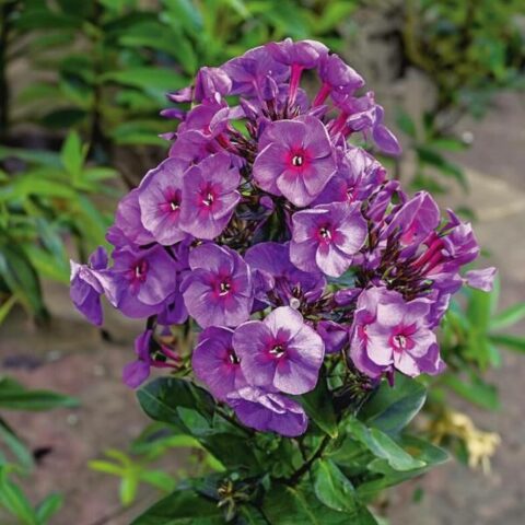 Phlox paniculata "Smokey"