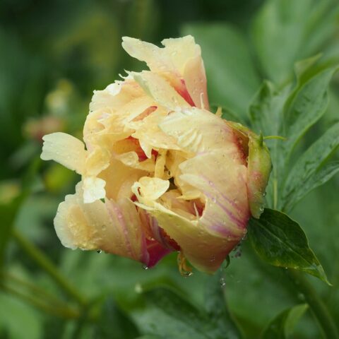 Paeonia "Prairie Charm"