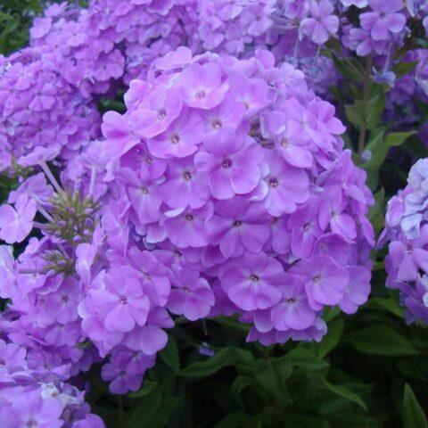 Phlox paniculata "David's Lavender"