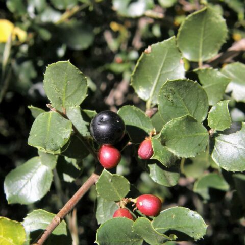 Rhamnus alaternus