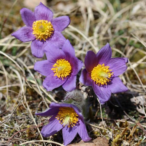 Pulsatilla vulgaris