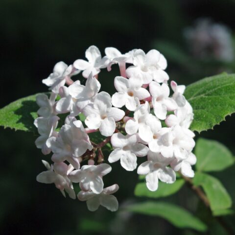 Viburnum carlesii