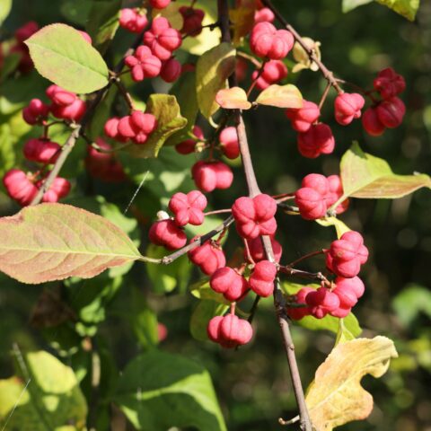 Euonymus europaeus