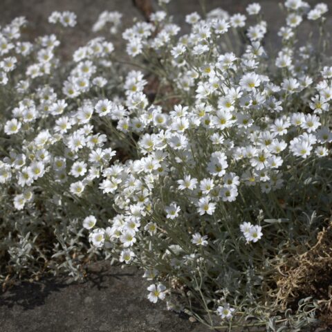 Cerastium tomentosum "Silberteppich"