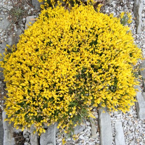 Genista lydia
