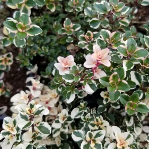 Thymus pulegioides "Foxley"