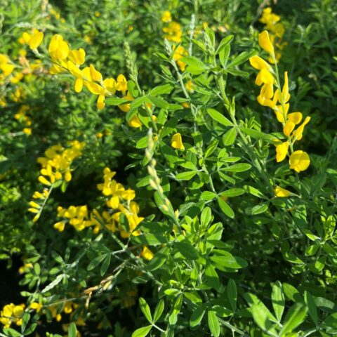 Cytisus "Maderensis"