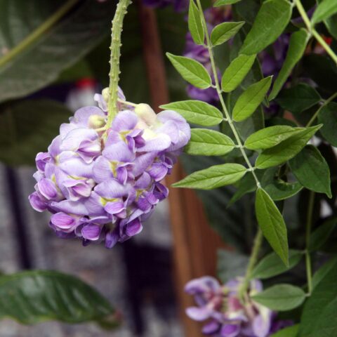 Wisteria frutescens "Amethyst Falls"