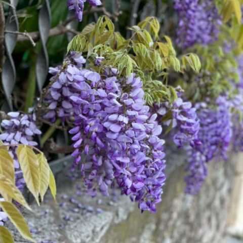 Wisteria frutescens "Longwood Purple"